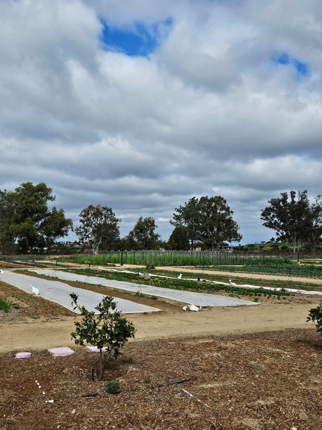 Magnesium, Soil Health and Our Food