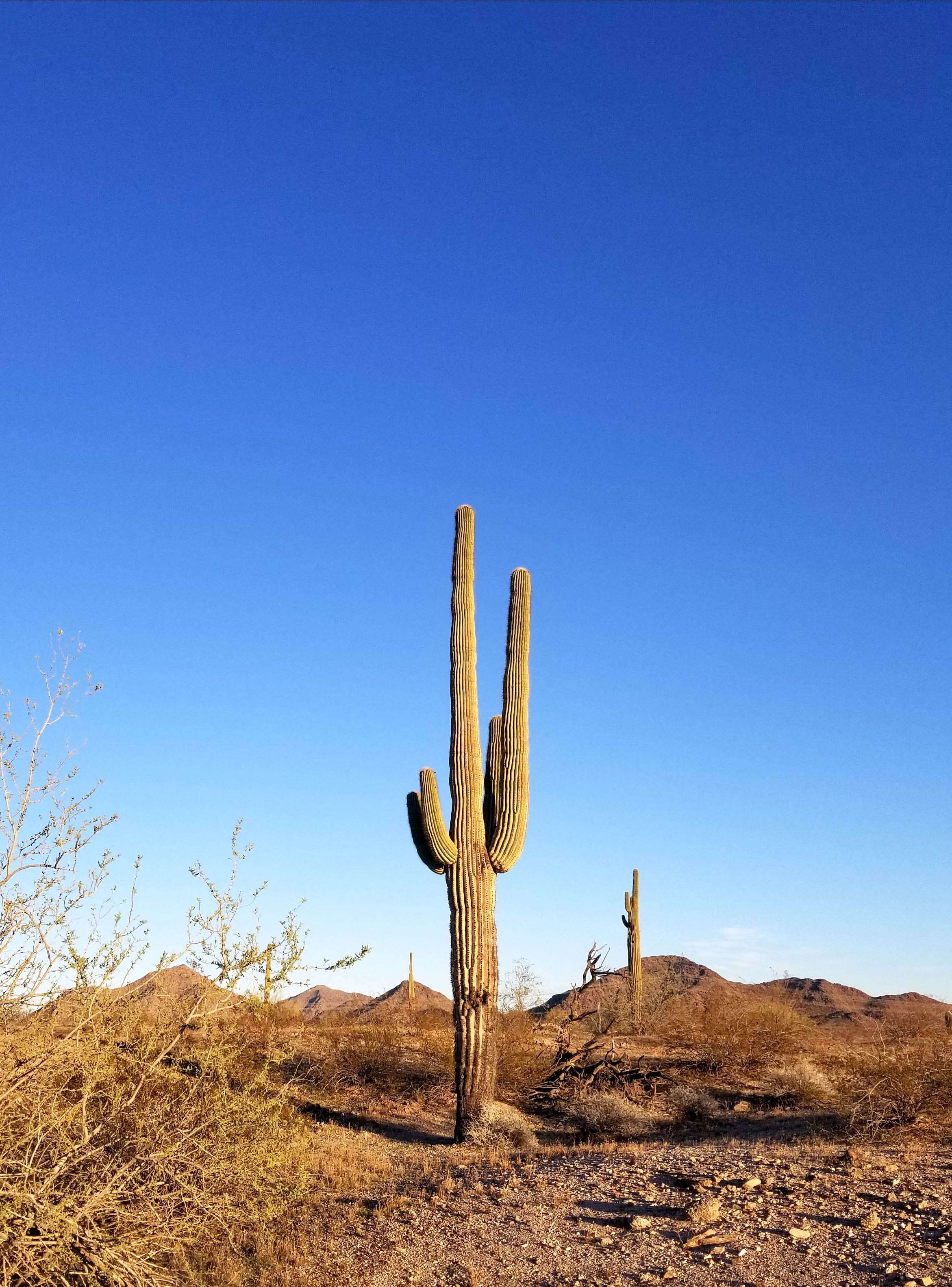 Magnesium and Cell Proliferation