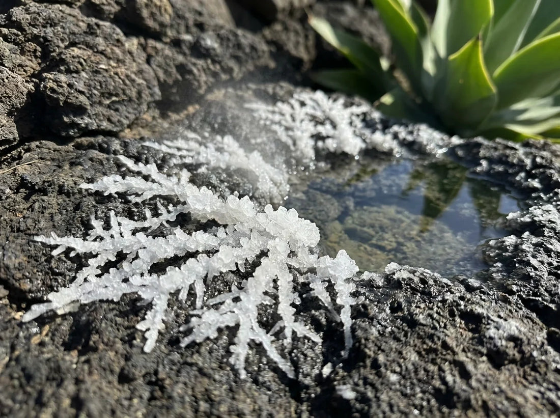 salt crystalizing out from small puddle